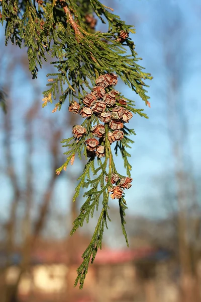 Lawson cypress tree — Stock Photo, Image
