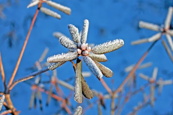 Krzewy rododendronu zimą — Zdjęcie stockowe