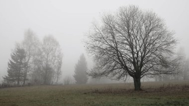 Sonbaharda ve sonbaharda yaprak ağaçlarıyla gizemli, ürpertici, sisli bir manzara. Sis, sis. Doğu Avrupa, Moravya.  