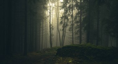 Sisli orman, ağaçlardan, taşlardan, yosunlardan, odun eğreltiotlarından, ladin ağaçlarından gelen ışık. Sonbahar / sonbaharda kasvetli büyülü bir manzara. Jeseniky Dağları, Doğu Avrupa, Moravya. 