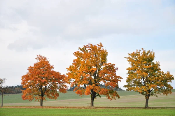 Three maple trees with colored leafs at autumn/fall daylight. Countryside landscape,cloudy sky.