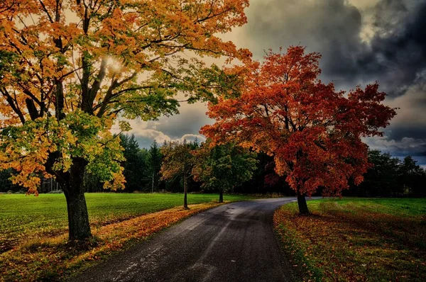 Árvores Bordo Com Folhas Coloridas Longo Estrada Asfalto Outono Outono — Fotografia de Stock