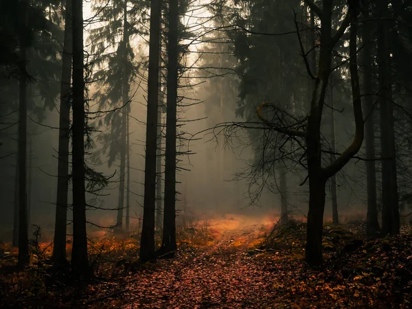 Foresta Nebbiosa Raccapricciante Strada Forestale Abeti Nebbia Nebbia Paesaggio Magico — Foto Stock