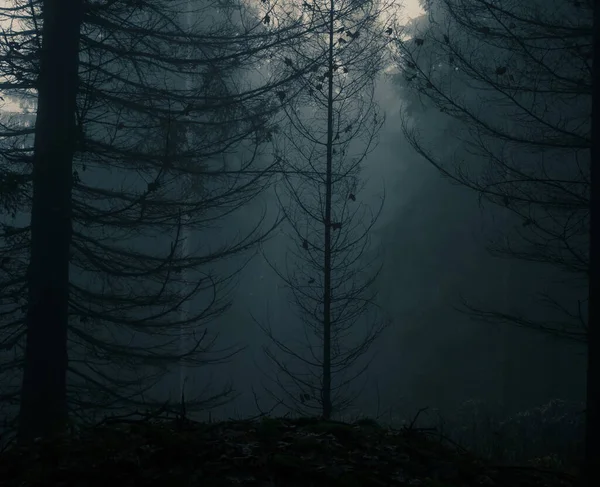 Creepy Foggy Forest Coniferous Trees Fog Mist Gloomy Magical Landscape — Stock Photo, Image