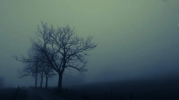 Misterioso Paisaje Neblina Espeluznante Con Árboles Solitarios Hoja Ancha Otoño — Foto de Stock