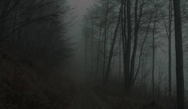 Creepy Beech Trees Forest Jeseniky Mountains Autumn Gloomy Hilly Foggy — Stock Photo, Image