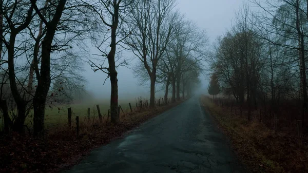 Misterioso Paesaggio Nebbioso Con Ampi Alberi Foglie Lungo Strada Asfaltata — Foto Stock