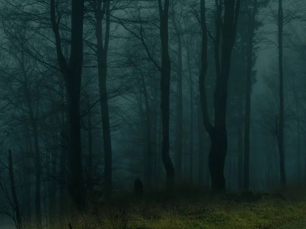 秋になると イェセニーキ山にある不気味なブナの森 悲観的な丘陵霧の風景 木の幹 イェセニーキ山脈 東ヨーロッパ モラヴィア — ストック写真