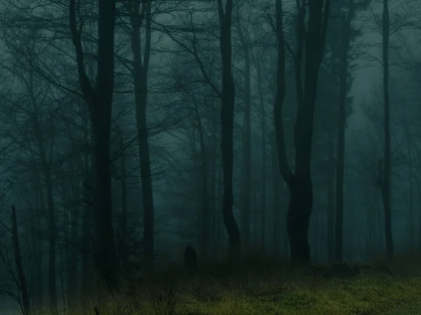 Flippante Forêt Hêtres Dans Les Montagnes Jeseniky Automne Paysage Vallonné — Photo