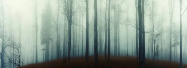 Bosque Haya Espeluznante Las Montañas Jeseniky Otoño Paisaje Montañoso Sombrío —  Fotos de Stock