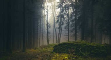 Sisli orman, ağaçlardan, taşlardan, yosunlardan, odun eğreltiotlarından, ladin ağaçlarından gelen ışık. Sonbahar / sonbaharda kasvetli büyülü bir manzara. Jeseniky Dağları, Doğu Avrupa, Moravya. 