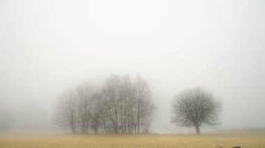 Sonbaharda ve sonbaharda yaprak ağaçlarıyla gizemli, ürpertici, sisli bir manzara. Sis, sis. Doğu Avrupa, Moravya.  