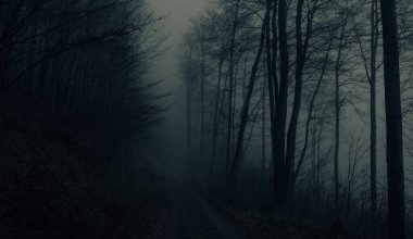 Sonbaharda Jeseniky dağlarındaki ürkütücü kayın ağaçları. Kasvetli tepelik sisli manzara, ağaç gövdeleri, orman yolu. Jeseniky Dağları, Doğu Avrupa, Moravya. 