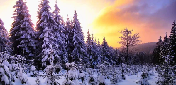 Beau Paysage Hivernal Pittoresque Avec Les Épinettes Couvertes Neige Forêt — Photo