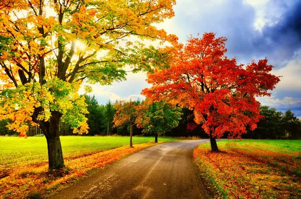 Árvores Bordo Com Folhas Coloridas Longo Estrada Asfalto Outono Outono — Fotografia de Stock