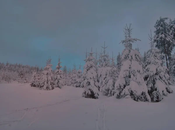 Різдвяний Зимовий Пейзаж Снігові Дерева Свіжий Порох Сніг Гірський Ліс — стокове фото