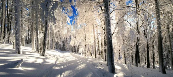 Christmas winter landscape,snowy trees,fresh powder snow,backlit tree branches with rime,mountain forest,cross country track,blue sky in background.Panoramic image.Suchy vrch,Czech Republic.