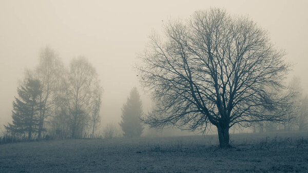 Mysterious creepy foggy landscape with solitary broad leaf trees at autumn/fall. Fog, mist. Eastern Europe, Moravia.  