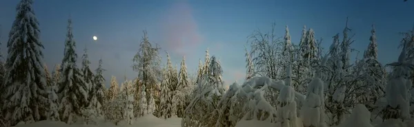 Paysage Hivernal Pittoresque Épinettes Enneigées Poudreuse Fraîche Forêt Montagne Ciel — Photo