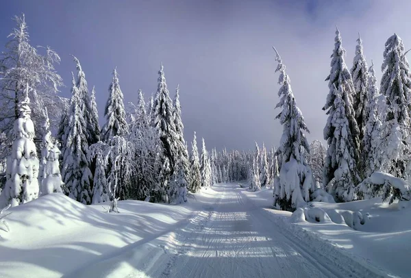 Cross country track leading among snow covered spruce trees, snowy winter landscape, mountain forest, sunlight,daylight, clouds, rime, sky.