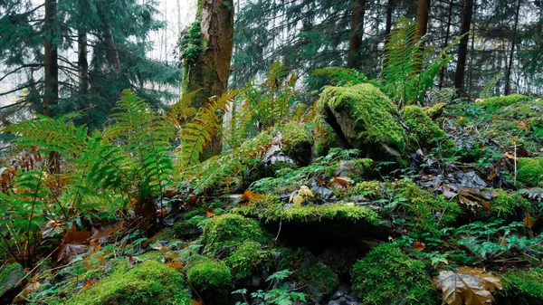 Wood Fern Moss Stones Lush Forest Jeseniky Mountains Autumn Fall — Stock Photo, Image