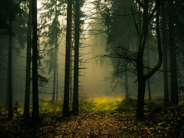 Creepy foggy forest, forest road, spruce trees, fog, mist. Gloomy magical landscape at autumn/fall. Jeseniky mountains, Eastern Europe, Moravia.