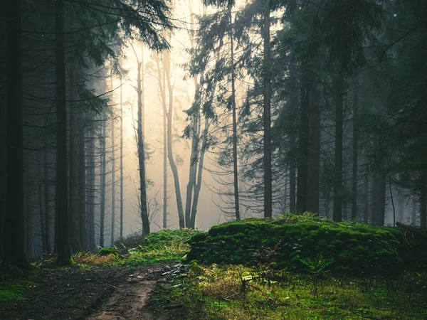 Mysterious Foggy Forest Light Comming Trees Stones Moss Wood Fern — Stock Photo, Image