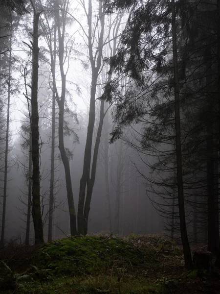 Floresta Nebulosa Luz Que Atravessa Árvores Pedras Musgo Samambaia Madeira — Fotografia de Stock