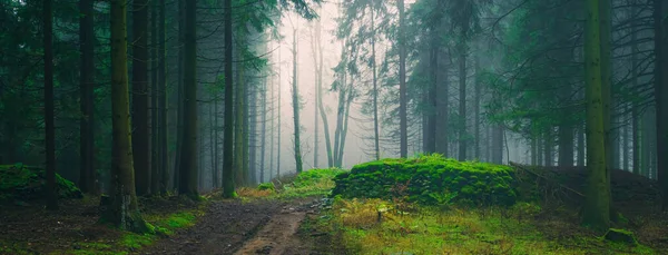 Floresta Nebulosa Misteriosa Luz Que Atravessa Árvores Pedras Musgo Samambaia — Fotografia de Stock