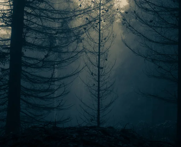 Похмурий Туманний Ліс Хвойними Деревами Туман Туман Сумовитий Чарівний Пейзаж — стокове фото