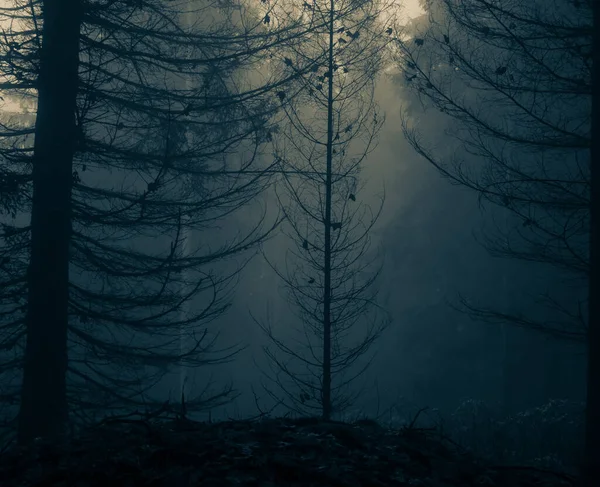 Creepy Foggy Forest Coniferous Trees Fog Mist Gloomy Magical Landscape — Stock Photo, Image