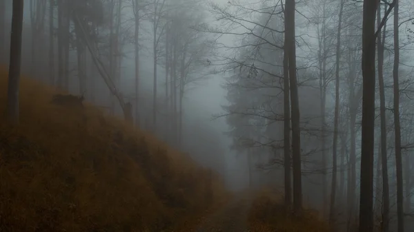 Creepy Beech Trees Forest Jeseniky Mountains Autumn Gloomy Hilly Foggy — Stock Photo, Image