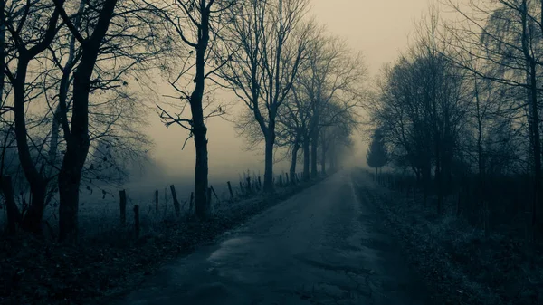 Misterioso Paisaje Niebla Con Árboles Hoja Ancha Largo Carretera Asfalto — Foto de Stock