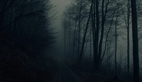 Griezelige Beukenbomen Bos Jeseniky Bergen Herfst Gloomy Heuvelachtig Mistig Landschap — Stockfoto