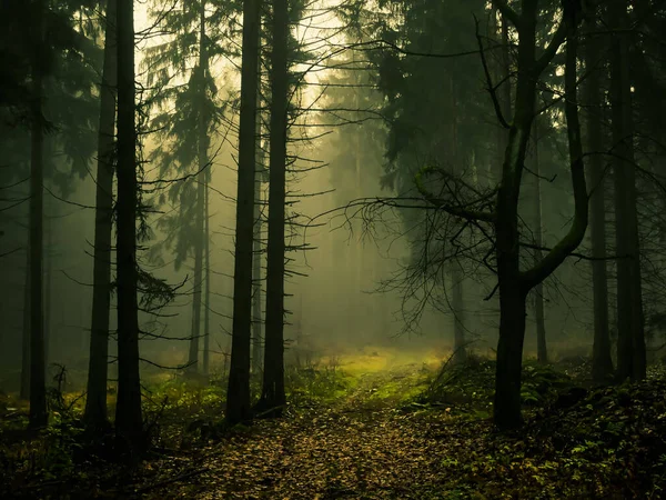 不気味な霧の森 森の道路 トウヒの木 秋の悲観的な魔法の風景 イェセニーキ山脈 東ヨーロッパ モラヴィア — ストック写真
