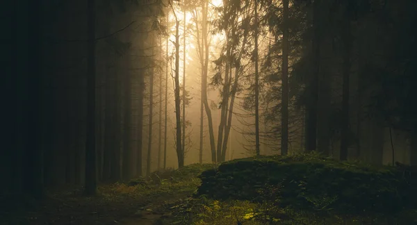 Foresta Appannata Luce Che Attraversa Alberi Pietre Muschio Felci Abeti — Foto Stock