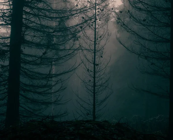 Straszny Mglisty Las Iglastymi Drzewami Mgłą Mgłą Czarny Magiczny Krajobraz — Zdjęcie stockowe