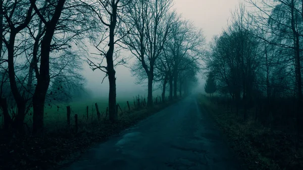 Misterioso Paesaggio Nebbioso Con Ampi Alberi Foglie Lungo Strada Asfaltata — Foto Stock