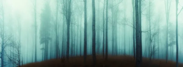 Griezelige Beukenbomen Bos Jeseniky Bergen Herfst Gloomy Heuvelachtig Mistig Landschap — Stockfoto