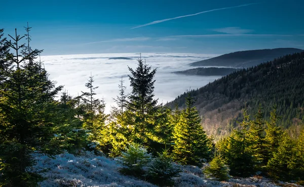 산맥에서 안개와 계곡까지 고도의 가문비나무 수있다 공화국 헤지니 — 스톡 사진