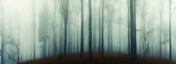 秋になると イェセニーキ山にある不気味なブナの森 悲観的な丘陵霧の風景 木の幹 イェセニーキ山脈 東ヨーロッパ モラヴィア — ストック写真