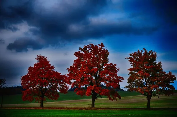 Trois Érables Aux Feuilles Colorées Automne Automne Paysage Rural Ciel — Photo