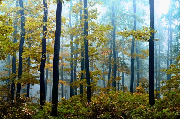 Floresta Verde Nevoeiro Carvalhos Com Folhas Verdes Condições Nebulosas Fundo — Fotografia de Stock