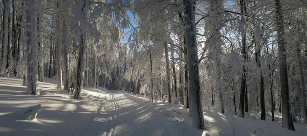 Paisagem Inverno Natal Árvores Nevadas Neve Fresca Galhos Árvores Iluminados — Fotografia de Stock