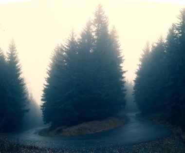 Spruce Tree Ormanı 'nda, yol ayrımında asfalt yolda eğilin. Bir noktadan iki yöne. Sis, sis.