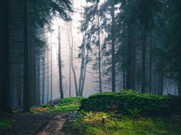 Mysterious Foggy Forest Light Coming Trees Stones Moss Wood Fern — Stock Photo, Image