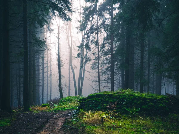 가문비나무 안개를 들어옵니다 가을의 Jeseniky Mountains Eastern Europe Moravia — 스톡 사진