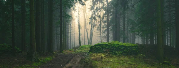 Mysterious Foggy Forest Light Coming Trees Stones Moss Wood Fern — Stock Photo, Image