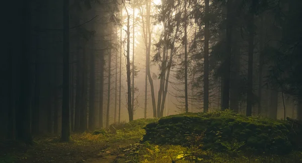 Foggig Skog Ljus Som Kommer Genom Träd Stenar Mossa Träormbunke — Stockfoto