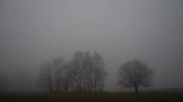 Загадковий Моторошний Пейзаж Широким Поодиноким Листям Восени Восени Туман Туман — стокове фото